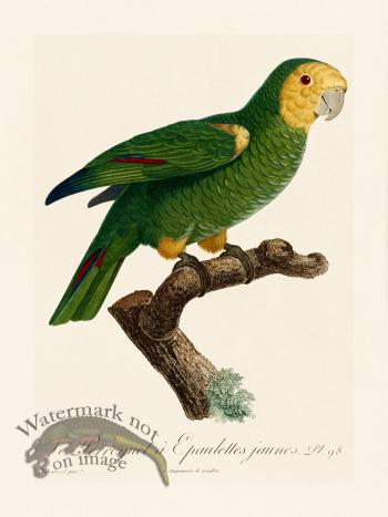 Barraband Parrot 098